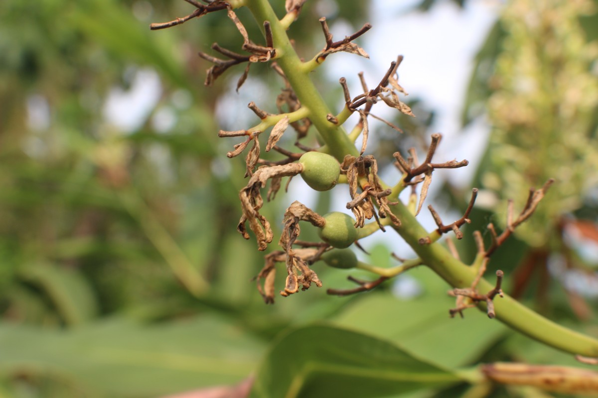 Alpinia galanga (L.) Willd.